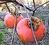 FD3686 Organic Heirloom Asia Persimmon Tree Seeds Orange Huge Fruit Sweet 50PC