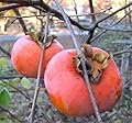 FD3686 Organic Heirloom Asia Persimmon Tree Seeds Orange Huge Fruit Sweet 50PC