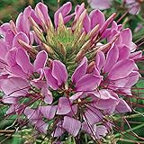 Outsidepride 1000 Seeds Annual Violet Cleome Spider
