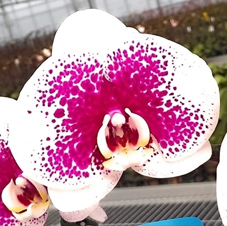 Orchid family Eco Garden Phaleanopsis Healthy Hybrid Plant Live Flowering Size