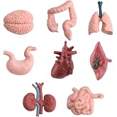 16PCS Mini Human Body Model,Miniatures Body Parts Anatomy Sets,3D Model Study Tools Kit for Anatomy Physiology Study Tools for Learning(2pcs per Model)