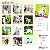 Image de Siamese Cats 2018 12 x 12 Inch Monthly Square Wall Calendar, Animals Cats (Multilingual Edition)
