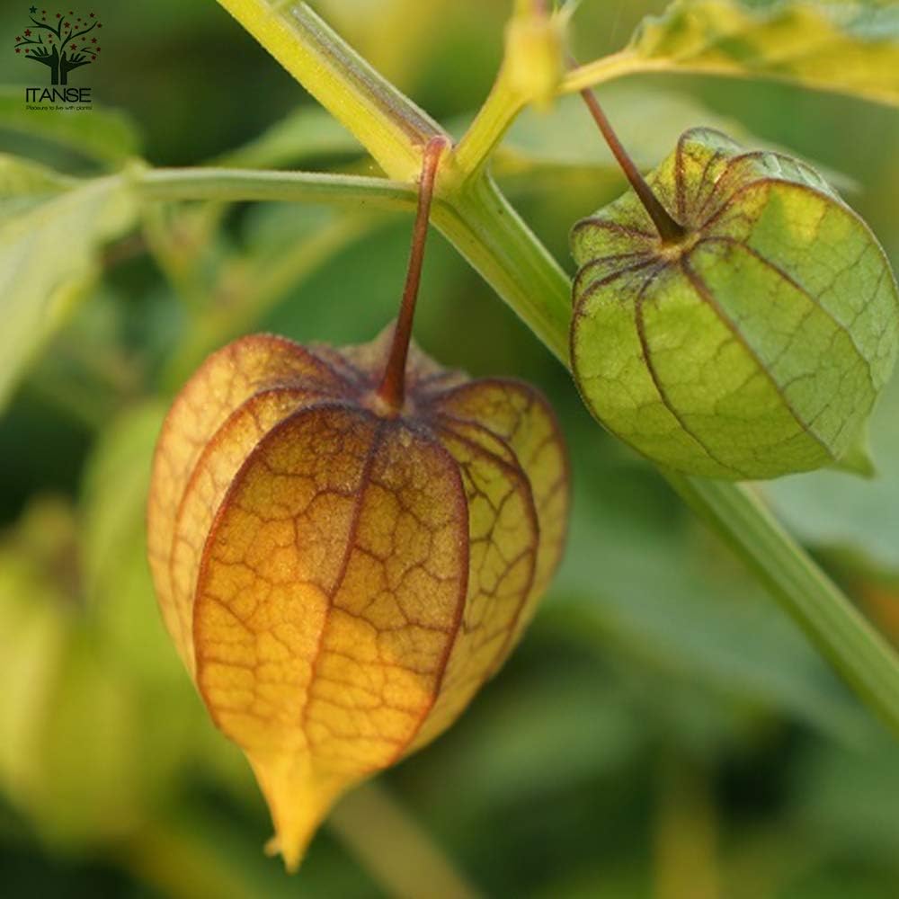 Amazon 大実ほおずきトマトの苗 大実ゴールデンベリー 10 5cmポット 野菜 自根苗 8個セット 従来品より一回り実が大きい大実タイプ 食用のホオズキで 青果物ではゴールデンベリーなどの名称で販売されています 普通のトマト程度に背が高くなる 多収穫タイプ