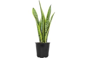 Live Snake Plant, Sansevieria trifasciata Laurentii, Fully Rooted Indoor House Plant in Pot, Mother in Law Tongue Sansevieria Plant, Potted Succulent Plants, Sansevieria laurentii by Plants for Pets