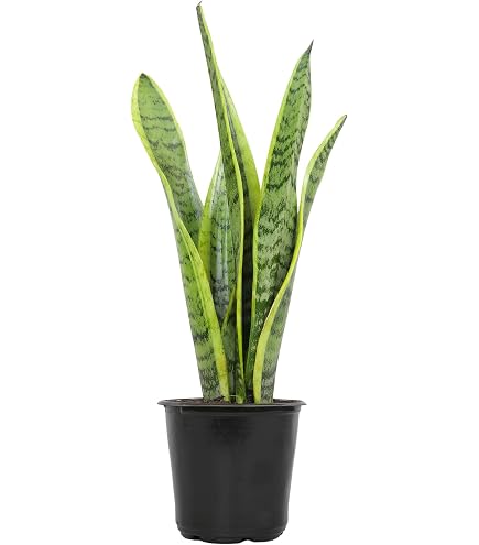 Amazon.com : Live Snake Plant, Sansevieria (8"-12" Tall) 2 Pack in 3-inch  Pot, NO Shipping to CA : Patio, Lawn & Garden