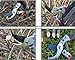 Professional Bypass Pruning Shears | Heavy Duty Garden Scissors with Non-Slip Handles | Garden Pruners, Clippers and Tree Trimmers with SK5 Sharp Blade | DURABLE Gardening Gloves | Ergonomic Design