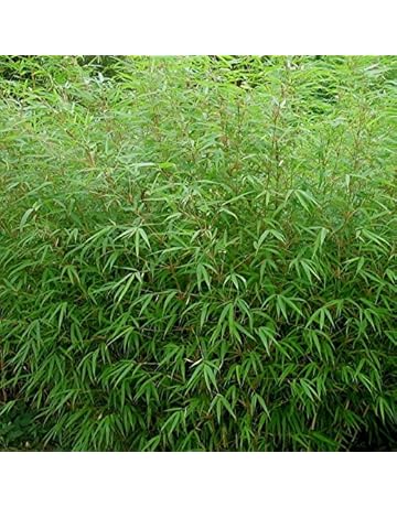 Haies Et Arbustes Amazonfr