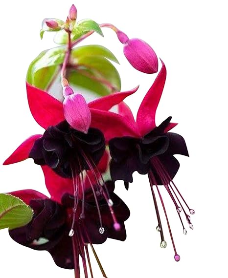 Nema Fuchsia Flower Seeds-Pink And Black-100Pcs