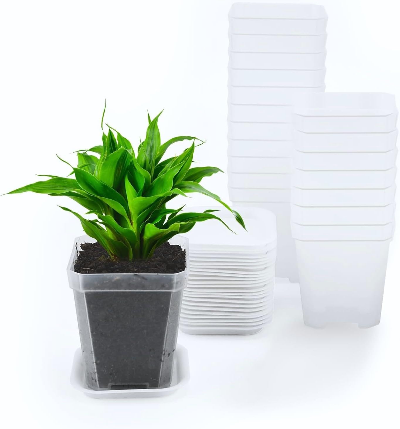 KAHEIGN 24Pcs Clear Square Plant Pots, 7CM Thicken Plastic Flower Pots Succulent Planter Nursery Pots with Pallet/Trays for Small Potted Plants