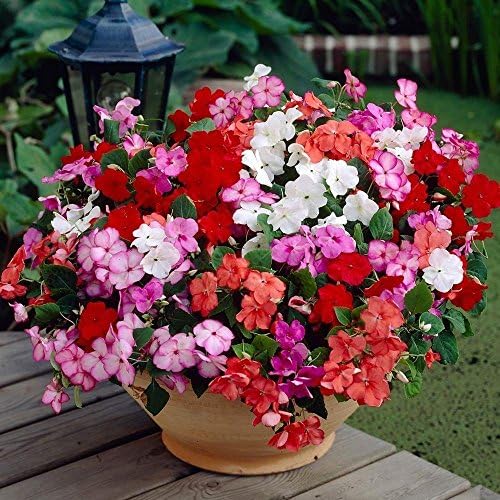 Organic Flower seeds "Busy Lizzy" (Impatiens walleriana) Balzamin Waller, Balsam