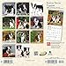 Boston Terrier Puppies 2020 7 x 7 Inch Monthly Mini Wall Calendar, Animals Dog Breeds Terrier Puppies