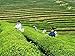Luxtea Chinese Top10 Famous Tea - Anxi Tie Guan Yin / Iron Mercy Goddess / Tieguanyin Green Oolong Tea - Grade AAA (Super Grade)