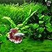 Betta Carpet by Luffy, Lush Green Landscape in Aquarium, Natural Habitat for Betta, Create a Moss Carpet, Thrive with Minimal Care