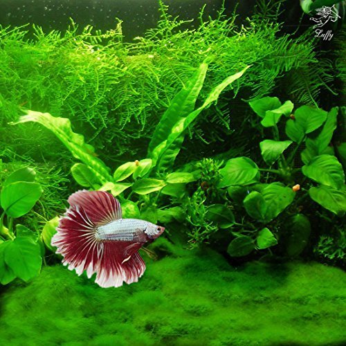 Luffy Moss, Lush Green Landscape in Aquarium, Natural Habitat for Aqua Pets, Create a Moss Carpet or Moss Wall, Thrive with Minimal Care