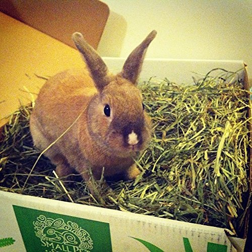 3 Small+Pet+Select+Cutting+10+Pound