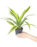 Dracaena Lemon Lime