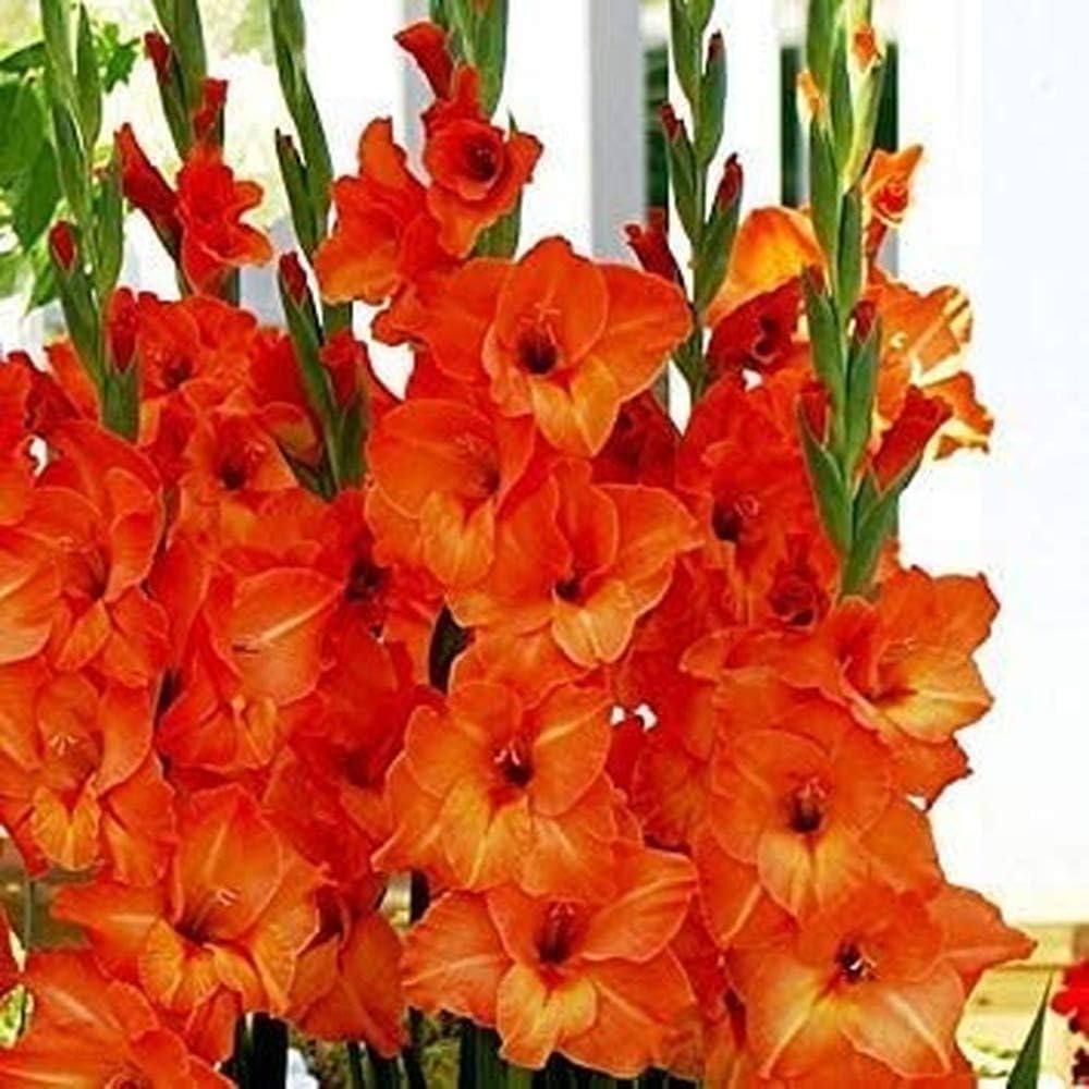 10Pcs Orange Gladiolus Bulbs Pot Planting Outdoor Garden