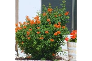 AVERAR Set 2 Cape Honeysuckle Plants Live, Live Orange Red Honeysuckle Plants, 4 to 8 Inches, Honeysuckle Vines Bushes for Planting, Honeysuckle Bush