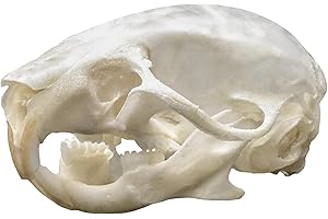 SKULLS UNLIMITED INTERNATIONAL, INC. Real Mouse Skull A Quality