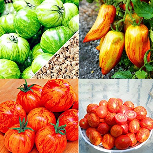 FastDirect Semillas de Tomate Amarillo 100 PCS Semillas de ...