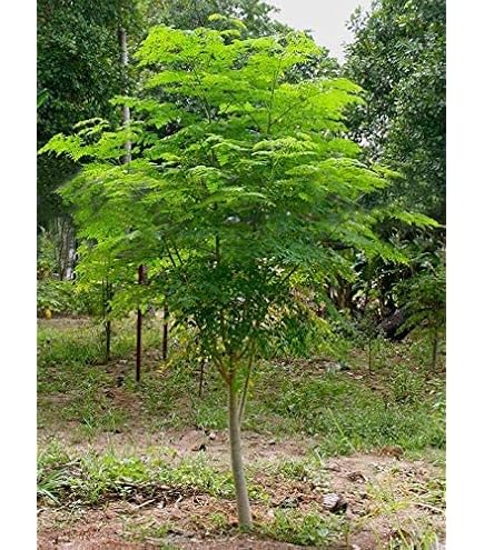 almondtree様 リクエスト 8点 まとめ商品 Amazon.com : New Fresh 60pcs Almond Tree Seeds Generic