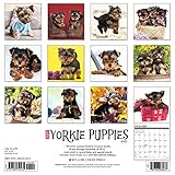 Image de Just Yorkie Puppies 2017 Wall Calendar (Dog Breed Calendars)
