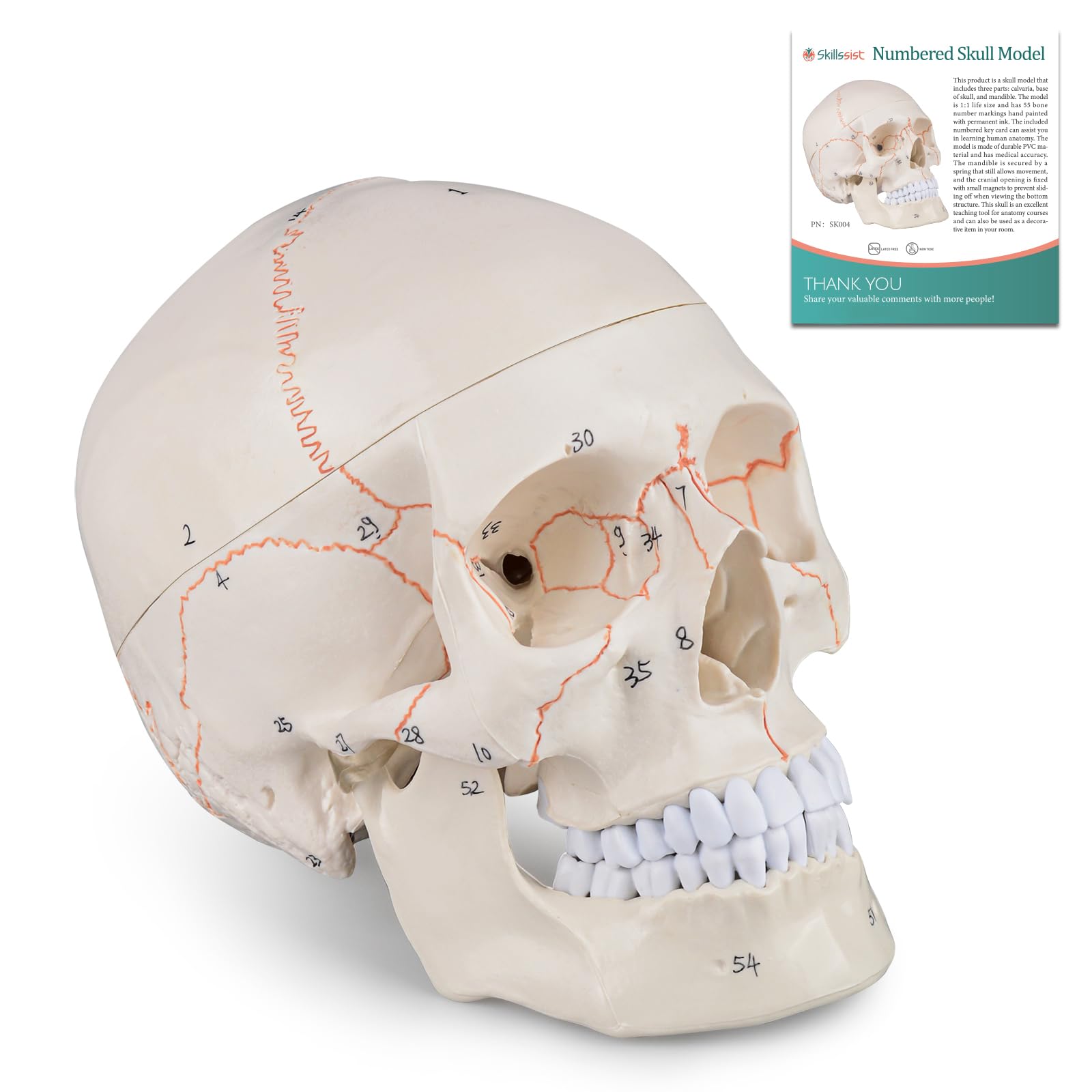 Photo 1 of Skillssist Numbered Human Skull Model - Life Size Medical Quality Anatomical Model with 3 Parts and Painted Sutures - Ideal for Medical Students and Science Education