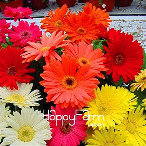 Jamesonii Gerbera Pcs 'highlighters 100 Pcs/Pack Lowest Price!Gerbera Daisy Hybrids Mix Flower Plantas Bonsai Plants Easy to Grow Seedling for Home & Garden