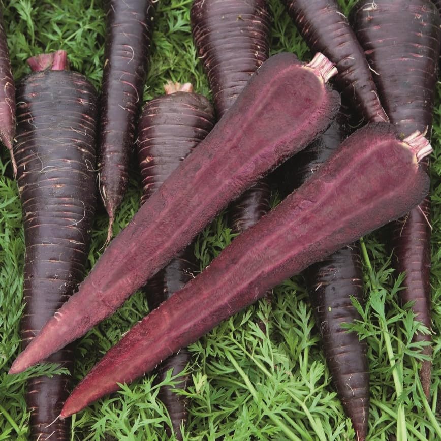 PREMIER SEEDS DIRECT - Deep Purple F1 Carrot Seeds, Approx 420 Seeds