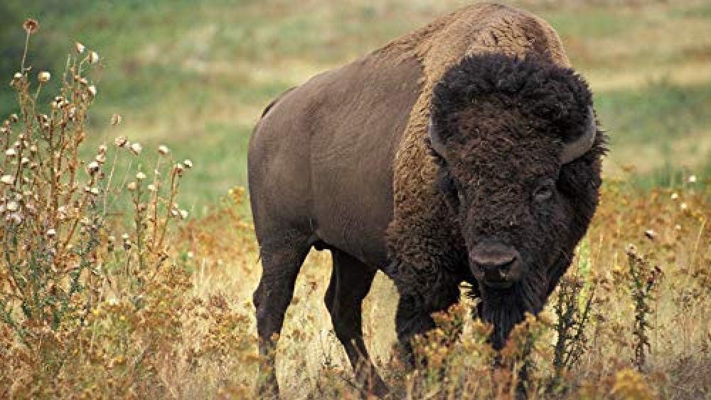 XXIAOHH Puzzle Puzzle Puzzle 1000 American Bison Adult Leisure Entertainment Children's Educational Toys Great Gift