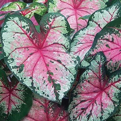 Cherry Blossom Caladiums 3 Bulbs price in Saudi Arabia Amazon Saudi