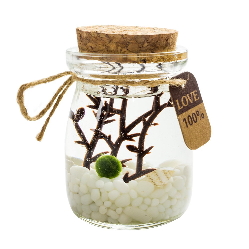 OMEM Marimo Ball Glass Aquarium Kit for Desktop Decoration Home Holiday Party Presents (White)