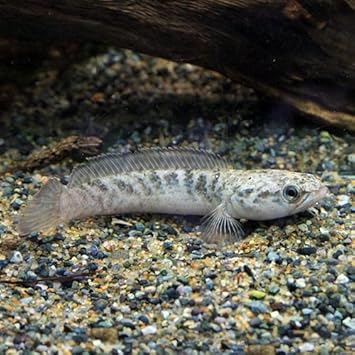 Amazon 熱帯魚 ドワーフスネークヘッド ベンガルオレンジ 約6 8cm 1匹 生体 観賞魚 水中生物 通販