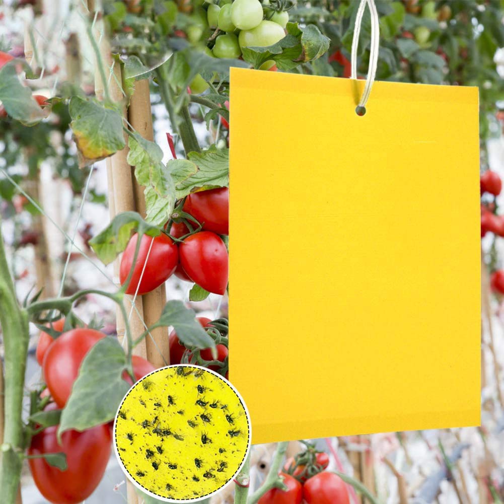Panngu 50 Pcs Yellow Sticky Fly Traps, Fly Paper Stickers, Fly Catchers Dual-Side for Insect against Fungus Gnats, Whiteflies, Aphids, Leafminers,etc- (6x8 Inches)