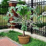 Fruit seeds RARE10+Seed)Dwarf hovey Papaya Tree Plant Container/Bonsai*USA Combine Shipping