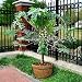 Fruit seeds RARE10+Seed)Dwarf hovey Papaya Tree Plant Container/Bonsai*USA Combine Shipping