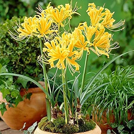 FernsFly IMP. Lycoris lily / Red spider lily / Red magic lily Attractive Flower Bulbs Home Outdoor Flowering Gardening Bulbs Blooming planting (Pack of 8 Golden Spider Lily)