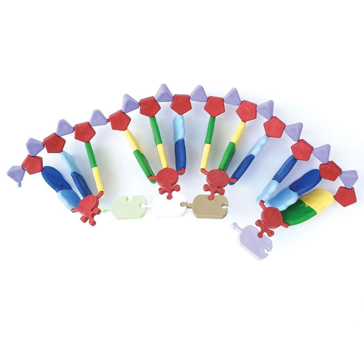 Molymod RNA Model, 24 Bases, miniDNA® Kit