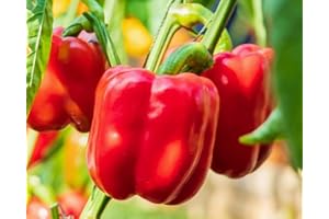 Red Bell Peppers Seeds Organic Seeds Vegetable Seeds Garden Seeds Fresh 100+ Seeds