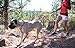 Ruffwear Flat Out Leash Obsidian Black One Size