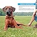 Wellness CORE Dog Treats, Natural, Grain Free, Tender Jerky, Beef & Venison (4 Ounce Bag)