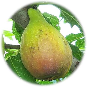 Amazon イチジク 苗木 バナッチ 13 5cmポット苗 バナーネ いちじく 苗 無花果 果物