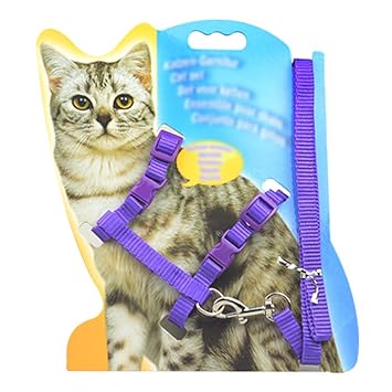 Leine Mit Robustem Halsband Und Seil Zum Spazierengehen