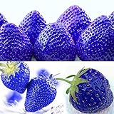 300pcs Blue Climbing Strawberry Seeds Tree Seed, Delicious Fruit Seeds For Home & Garden Bonsai Seeds Planting