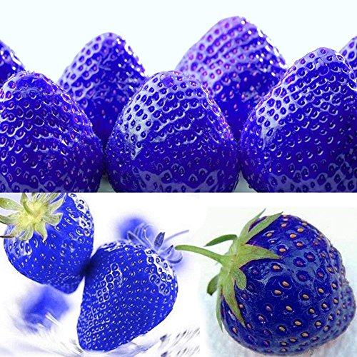 300pcs Blue Climbing Strawberry Seeds Tree Seed, Delicious Fruit Seeds For Home & Garden Bonsai Seeds Planting