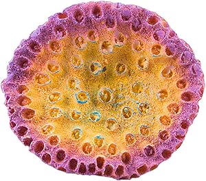 Danmu 1Pc of Polyresin Coral Ornaments, Aquarium Coral Decor for Fish Tank Aquarium Decoration 3 1/2