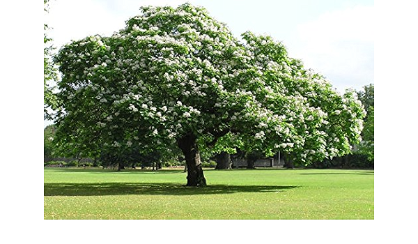 Amazon Com Catalpa Tree 50 Catalpa Bignonioides Seeds Organically Grown Garden Outdoor