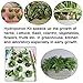 Hydroponics Grower Kit, PATHONOR 11 Pods 3.5 Gal Self Watering DIY Planting Cloner Kit Educational Hydroponics System for Transplant, Cloning, Propagation, and Hydroponic Experiment Indoor Outdoor