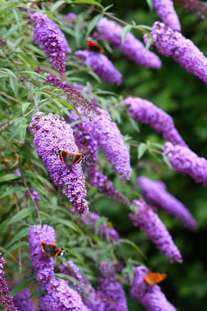 Grow Your Secret Garden Fragrant Butterfly Bush Buddleia Davidii 50 Seeds Amazon Co Uk Garden Outdoors