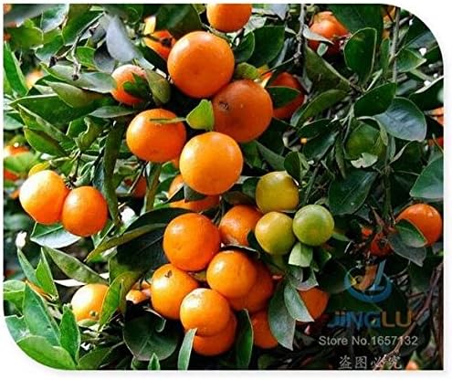 Calamondin semillas de cítricos, miniatura, 50 semillas, frutas ...